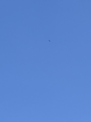Spilornis cheela