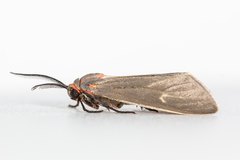 Pygarctia pterygostigma