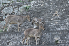Nilgiritragus hylocrius