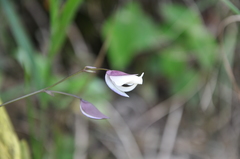 Orchidioides