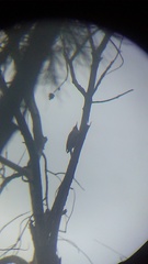 Melanerpes uropygialis