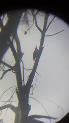 Melanerpes uropygialis