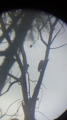 Melanerpes uropygialis