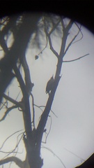 Melanerpes uropygialis