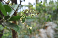 Chiococca caputensis image