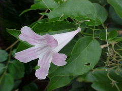 Cuspidaria