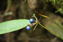 Clintonia borealis
