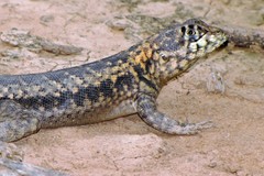 Tropidurus etheridgei