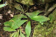 Clintonia borealis