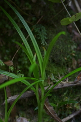 Pterostylis graminea