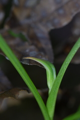 Pterostylis graminea