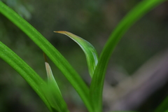 Pterostylis graminea