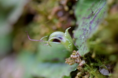Corybas oblongus