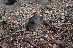Thomomys