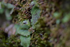 Corybas oblongus