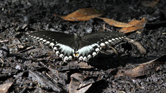 Papilio troilus