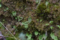 Corybas oblongus