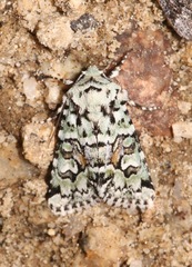 Lacinipolia consimilis