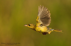 Geothlypis poliocephala