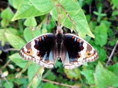 Junonia orithya