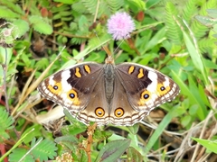Junonia orithya