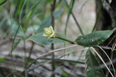 Palicourea glomerulata