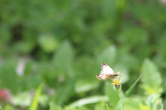 Heliopetes laviana