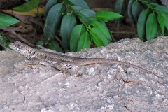 Tropidurus etheridgei