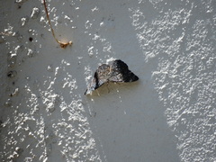 Hamadryas atlantis lelaps