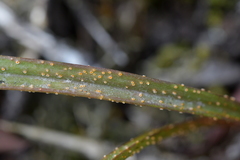 Uromyces thelymitrae