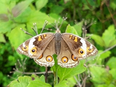 Junonia orithya
