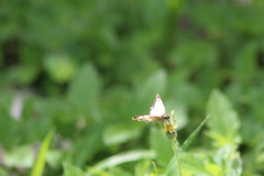 Heliopetes laviana