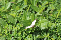 Heliopetes laviana