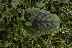 Corybas oblongus
