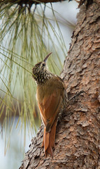 Lepidocolaptes leucogaster