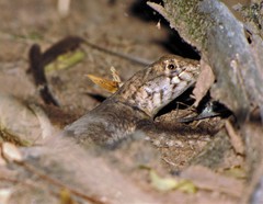 Tropidurus etheridgei