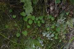 Corybas oblongus