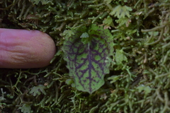 Corybas oblongus