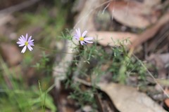 Brachyscome multifida dilatata