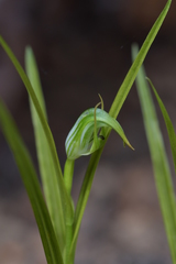 Pterostylis graminea