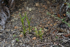 Pterostylis graminea