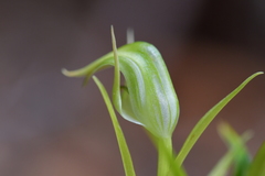 Pterostylis graminea