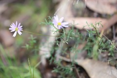 Brachyscome multifida dilatata