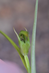 Pterostylis graminea