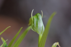 Pterostylis graminea