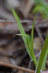 Pterostylis graminea