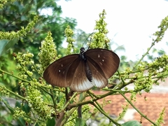 Euploea climena