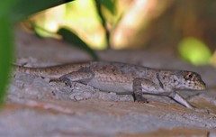 Tropidurus etheridgei