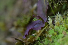 Corybas oblongus