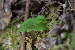 Corybas oblongus